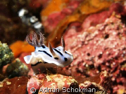 This beauty pearch on a rock at Mabul Island. Olympus E-3... by Adrian Schokman 